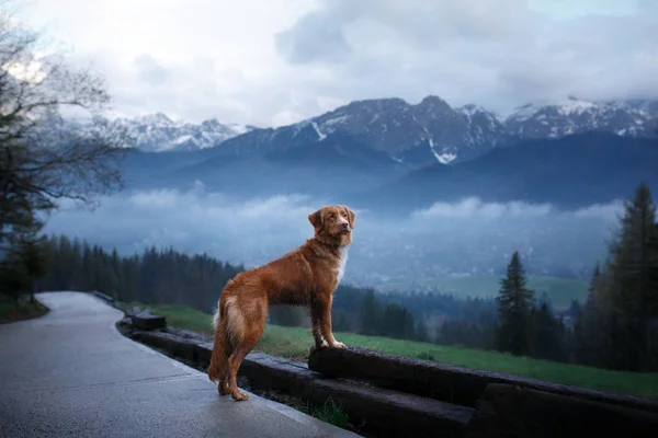 Собака в горах наверху. Толлер — стоковое фото