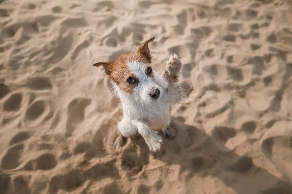 Divertido perro se sienta en la arena en la playa. Verano y viajes — Foto de Stock