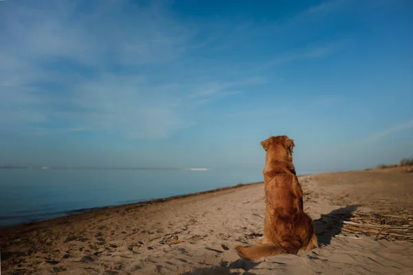 Chien assis sur la plage et regarde la mer — Photo