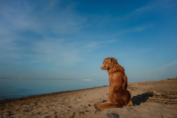 Собака сидить на пляжі і дивиться на море — стокове фото