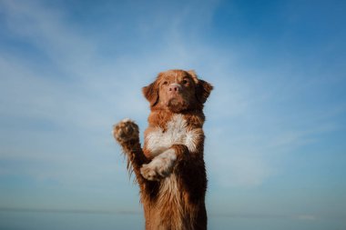 Komik kırmızı köpek sahilde. Tatilde evde beslenen hayvan
