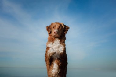 Köpek onun pençe dalgalar. Nova Scotia Duck Tolling Retriever, Toller. Tatilde evde beslenen hayvan