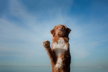 Komik kırmızı köpek sahilde. Tatilde evde beslenen hayvan