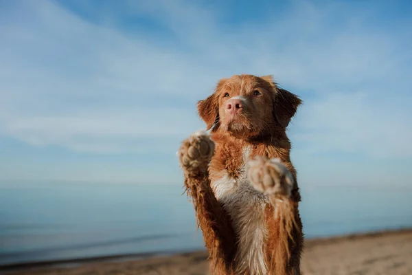 Divertente cane rosso sulla spiaggia. Animali in vacanza — Foto Stock