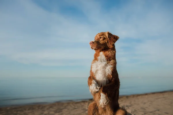Забавна червона собака на пляжі. домашня тварина у відпустці — стокове фото