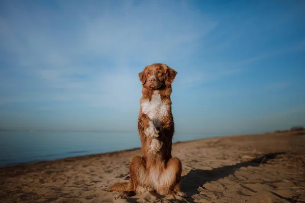 Hunden vågor hans tass. Husdjur på semester — Stockfoto