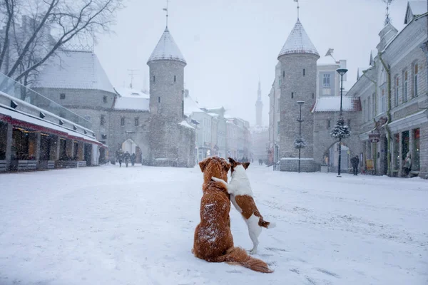 two dogs cuddle on the bridge. They look at the old city of Tallinn.