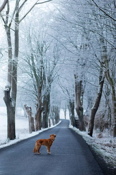 Dog stands on the pavement in winter. Nova Scotia Duck Tolling Retriever on a snowy road — Stock Photo, Image