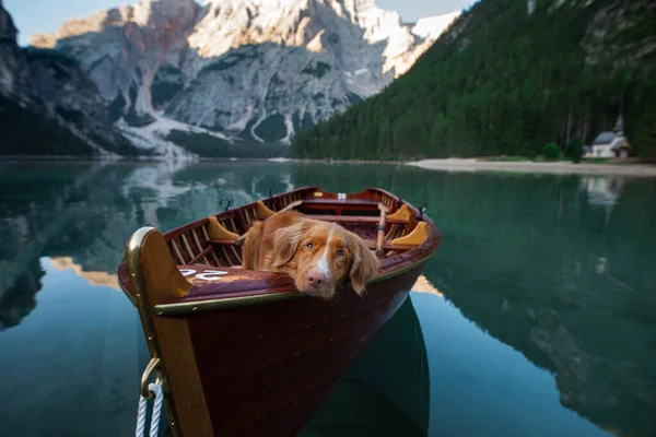 Новая Шотландия Утка Толлинг ретривер на озере Брэйс горное озеро в Италии. туризм и путешествия с собакой . — стоковое фото