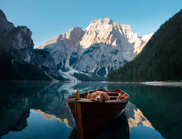Nova Scotia Duck Tolling Retriever at the Lake Braies mountain lake in Italy. hiking and traveling with a dog. — Stock Photo, Image