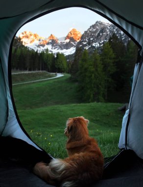 Doğa üzerindeki çadırda bir köpek. Evcil bir hayvanla kamp yapmak. Nova Scotia Duck Tolling Retriever Seyahatte