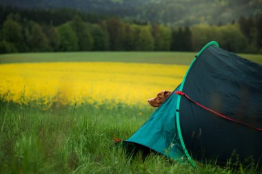Doğa üzerindeki çadırda bir köpek. Evcil bir hayvanla kamp yapmak. Nova Scotia Duck Tolling Retriever Seyahatte