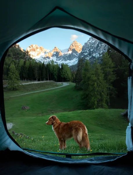 Dog in a tent on the nature. Camping with a pet. Nova Scotia Duck Tolling Retriever in travel — Stock Photo, Image