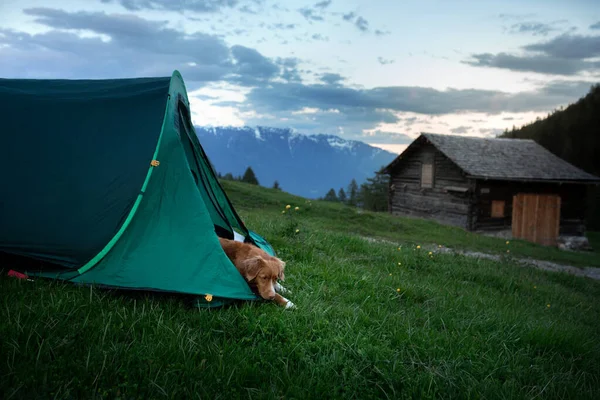 dog in a tent on the nature. Camping with a pet. Nova Scotia Duck Tolling Retriever in travel