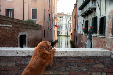 Kanallarda ve köprülerde köpek var. İtalya, Venedik 'te Nova Scotia Duck Tolling Retriever. Bir evcil hayvanla seyahat etmek..