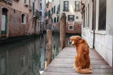 Kanallarda ve köprülerde köpek var. İtalya, Venedik 'te Nova Scotia Duck Tolling Retriever. Bir evcil hayvanla seyahat etmek..