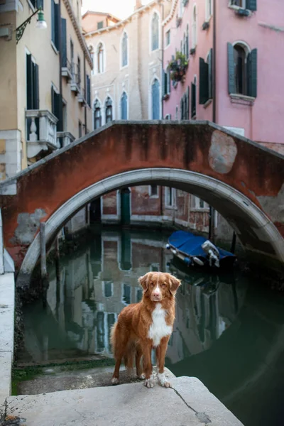 Câine în oraș la canale și poduri. Nova Scotia Duck Tolling Retriever în Veneția, Italia. Călătorind cu un animal de companie . — Fotografie, imagine de stoc