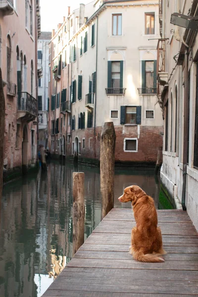 Dog in the city at canals and bridges. Nova Scotia Duck Tolling Retriever in Venice, Italy. Traveling with a pet. — Stock Photo, Image