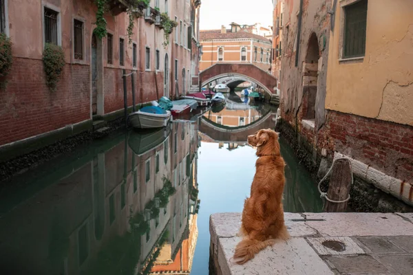 Perro en la ciudad en canales y puentes. Nova Scotia Duck Tolling Retriever en Venecia, Italia. Viajar con una mascota . — Foto de Stock