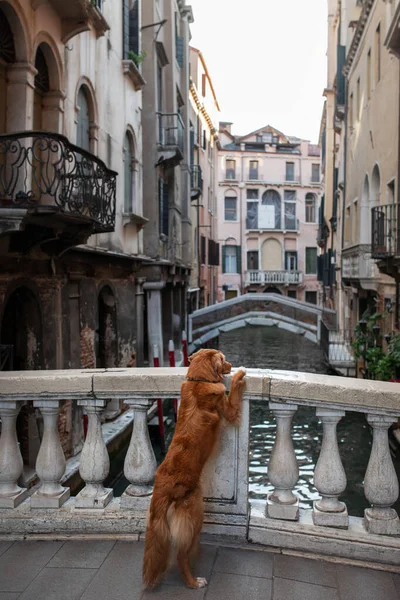 Câine în oraș la canale și poduri. Nova Scotia Duck Tolling Retriever în Veneția, Italia. Călătorind cu un animal de companie . — Fotografie, imagine de stoc