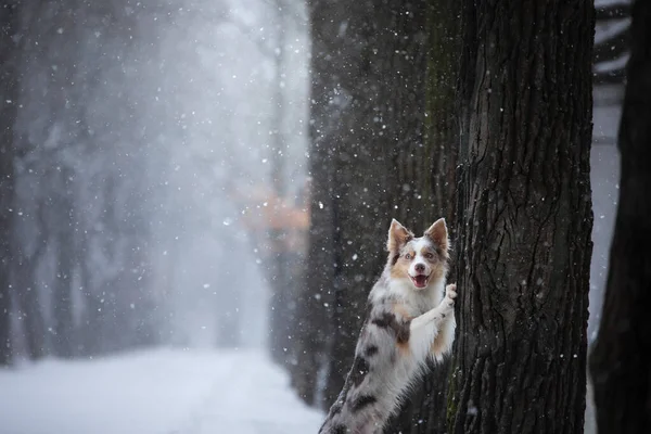 Perro está junto a un árbol en el parque. mascota para un paseo en el parque en invierno . —  Fotos de Stock