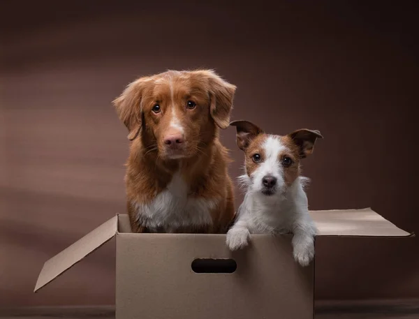 Dog in a box, moving. Pet at home. Funny jack russell terrier and Nova Scotia Duck Tolling Retriever — Stock Photo, Image