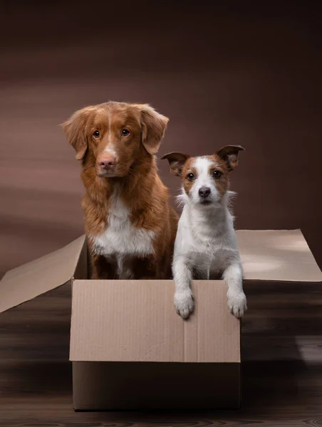 Chien dans une boîte, en mouvement. Pet à la maison. Funny jack russell terrier et Nouvelle-Écosse Duck Tolling Retriever — Photo