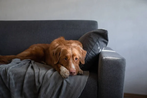 Le chien est allongé à la maison sur le canapé. Nouvelle-Écosse Duck Tolling Retriever repos . — Photo