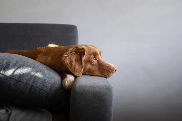 The dog is lying at home on the couch. Nova Scotia Duck Tolling Retriever resting. — Stock Photo, Image