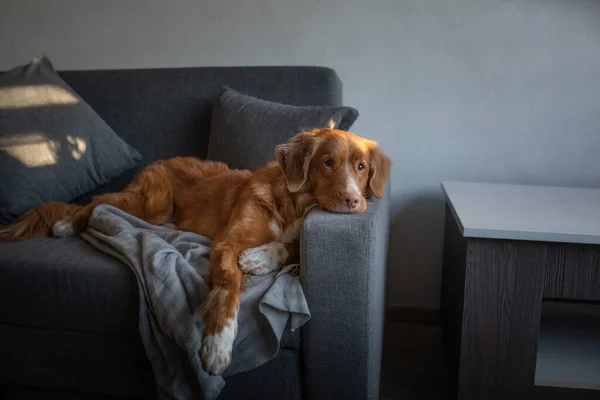 A kutya otthon fekszik a kanapén. Új-Skócia Duck Tolling retriever pihenés. — Stock Fotó