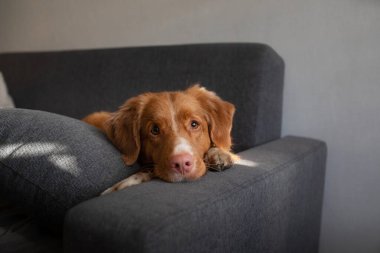 Köpek evde, kanepede yatıyor. Nova Scotia Duck Tolling Retriever dinleniyor.