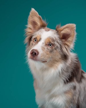 Stüdyoda turkuaz arka planda bir köpeğin portresi. Marble Sınır Collie