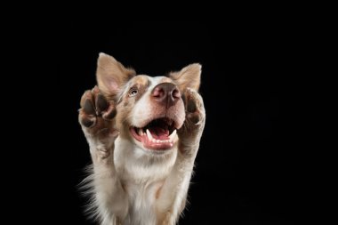 Siyah arka planda komik bir köpek. Güler yüzlü. Geniş açı Collie Sınırı