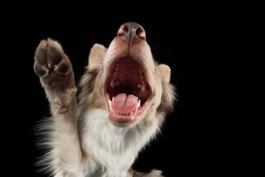 Siyah arka planda komik bir köpek. Güler yüzlü. Geniş açı Collie Sınırı