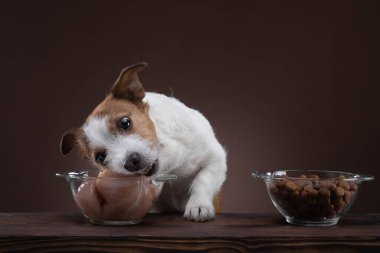 Köpekleri beslemek. Doğal çiğ yiyecekler. Evcil hayvan maması. Jack Russell Terrier yemek yiyor.