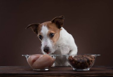 Köpekleri beslemek. Doğal çiğ yiyecekler. Evcil hayvan maması. Jack Russell Terrier yemek yiyor.