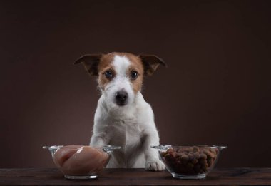 Köpekleri beslemek. Doğal çiğ yiyecekler. Evcil hayvan maması. Jack Russell Terrier yemek yiyor.