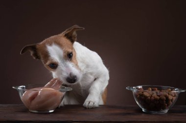 Köpekleri beslemek. Doğal çiğ yiyecekler. Evcil hayvan maması. Jack Russell Terrier yemek yiyor.