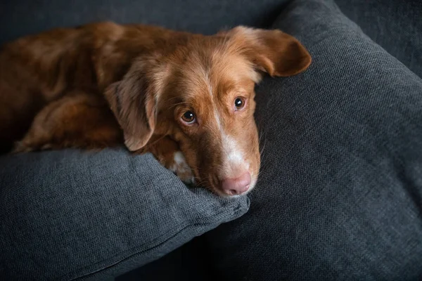 The dog is lying at home on the couch. Nova Scotia Duck Tolling Retriever resting. — Stock Photo, Image