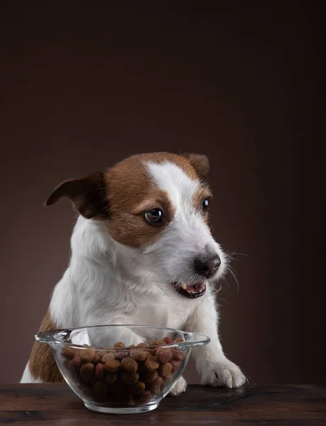 Hunde füttern. natürliche Rohkost. Tiernahrung. Jack Russell Terrier frisst — Stockfoto