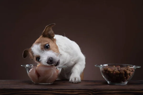 Köpekleri beslemek. Doğal çiğ yiyecekler. Evcil hayvan maması. Jack Russell Terrier yemek yiyor. — Stok fotoğraf