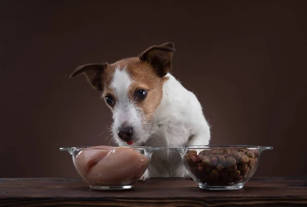 Nourrir les chiens. Aliments crus naturels. Nourriture pour animaux. Jack Russell Terrier mange — Photo