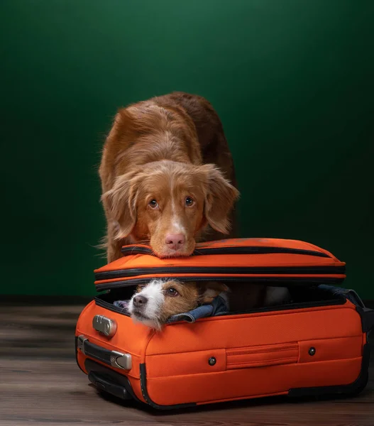 Deux chiens aident à se préparer pour un voyage. Pet avec une valise. Nouvelle-Écosse Duck Tolling Retriever et Jack Russell Terrier — Photo