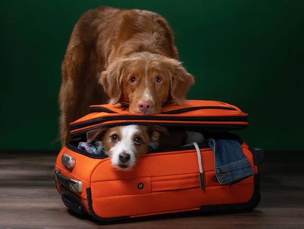 Zwei Hunde helfen, sich auf einen Ausflug vorzubereiten. Haustier mit Koffer. Nova Scotia Ente Maut Retriever und Jack Russell Terrier — Stockfoto