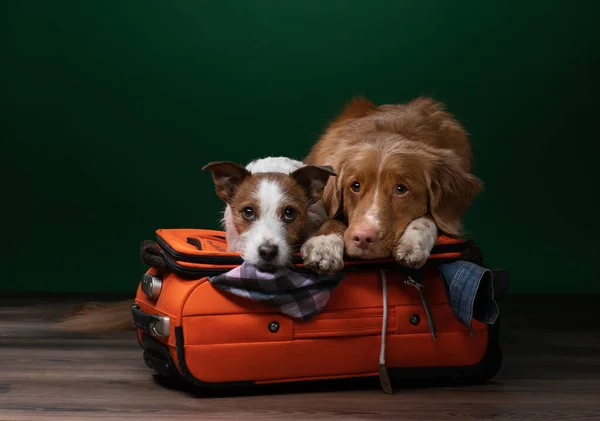 Två hundar hjälpa till att göra sig redo för en resa. Sällskapsdjur med resväska. Nova Scotia Duck Tolling Retriever och Jack Russell Terrier — Stockfoto