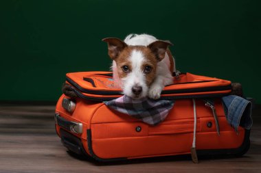 Köpekler bavulda. Küçük Jack Russell Terrier seyahat etmek üzere..