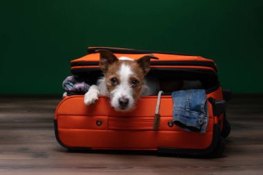 Köpek bavuldan dışarı bakıyor. Jack Russell Terrier seyahat etmek üzere..