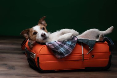 Köpek gezisi. Jack Russell Terrier yalan söylüyor ve bir bavulda oynuyor..
