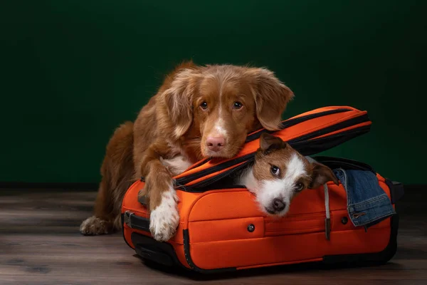 Två hundar hjälpa till att göra sig redo för en resa. Sällskapsdjur med resväska. Nova Scotia Duck Tolling Retriever och Jack Russell Terrier — Stockfoto
