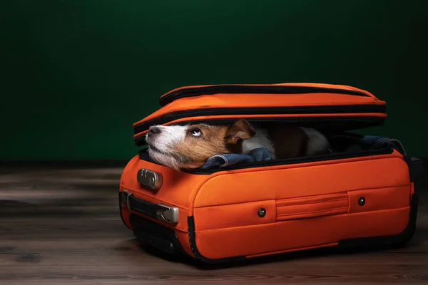Hunden kikar ut ur en resväska. Jack Russell Terrier ska resa. — Stockfoto